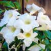 Pandorea jasminoides 'Alba' - This lovely white version was incor