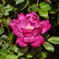 Location: Botanical Gardens of the State of Georgia...Athens, Ga
Date: 2019-06-28
Pink Double Knockout Rose 032