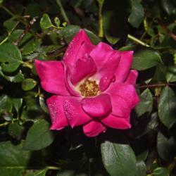 Location: Botanical Gardens of the State of Georgia...Athens, Ga
Date: 2019-06-28
Pink Double Knockout Rose 033