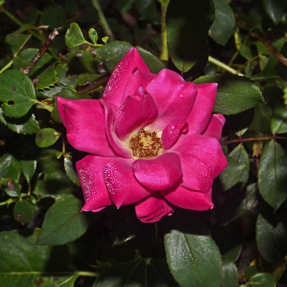 Photo of Rose (Rosa 'Pink Double Knock Out') uploaded by dawiz1753