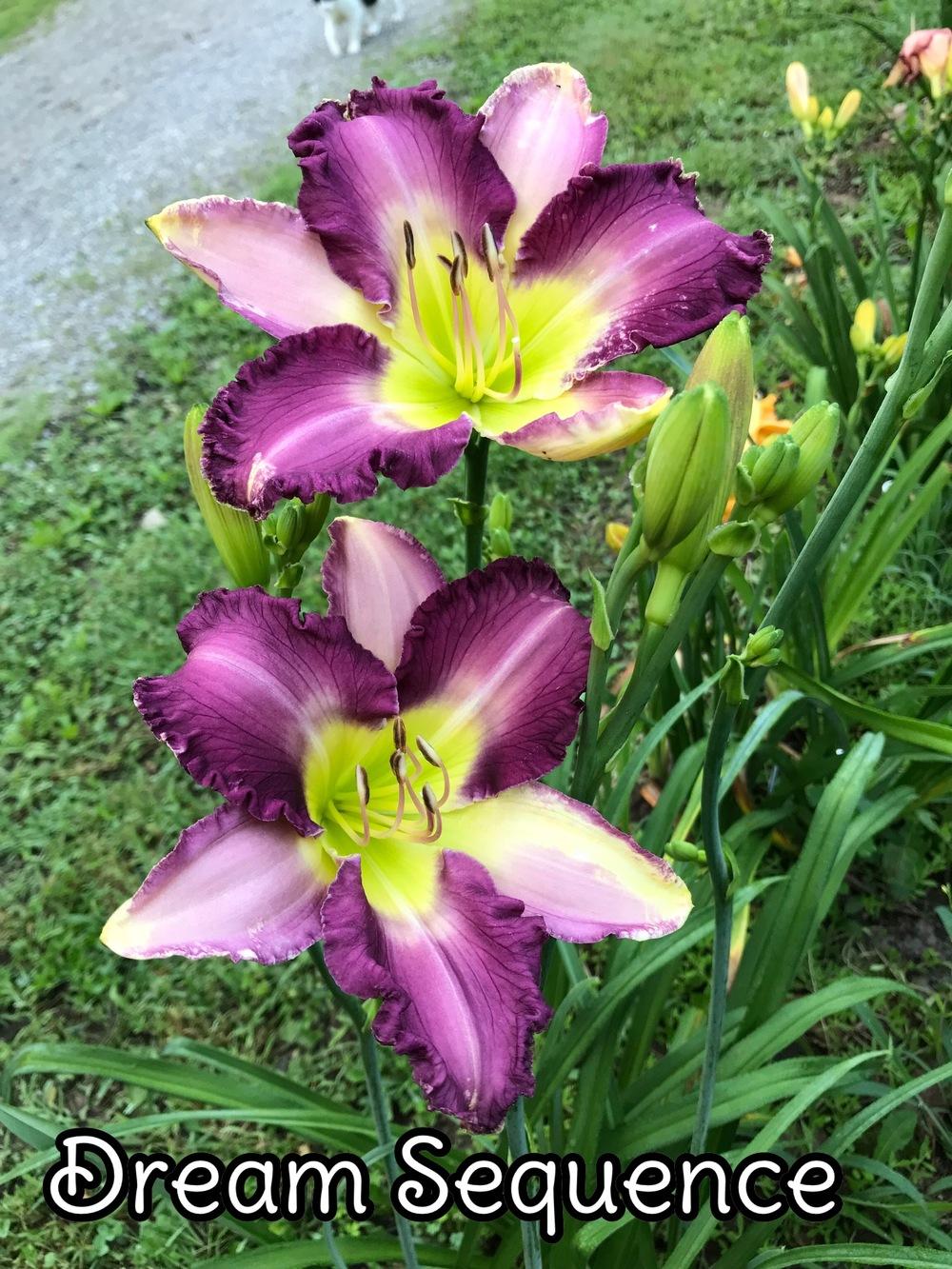 Photo of Daylily (Hemerocallis 'Dream Sequence') uploaded by Dstice