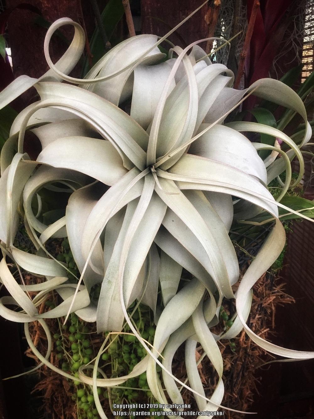 Photo of Air Plant (Tillandsia xerographica) uploaded by carlysuko