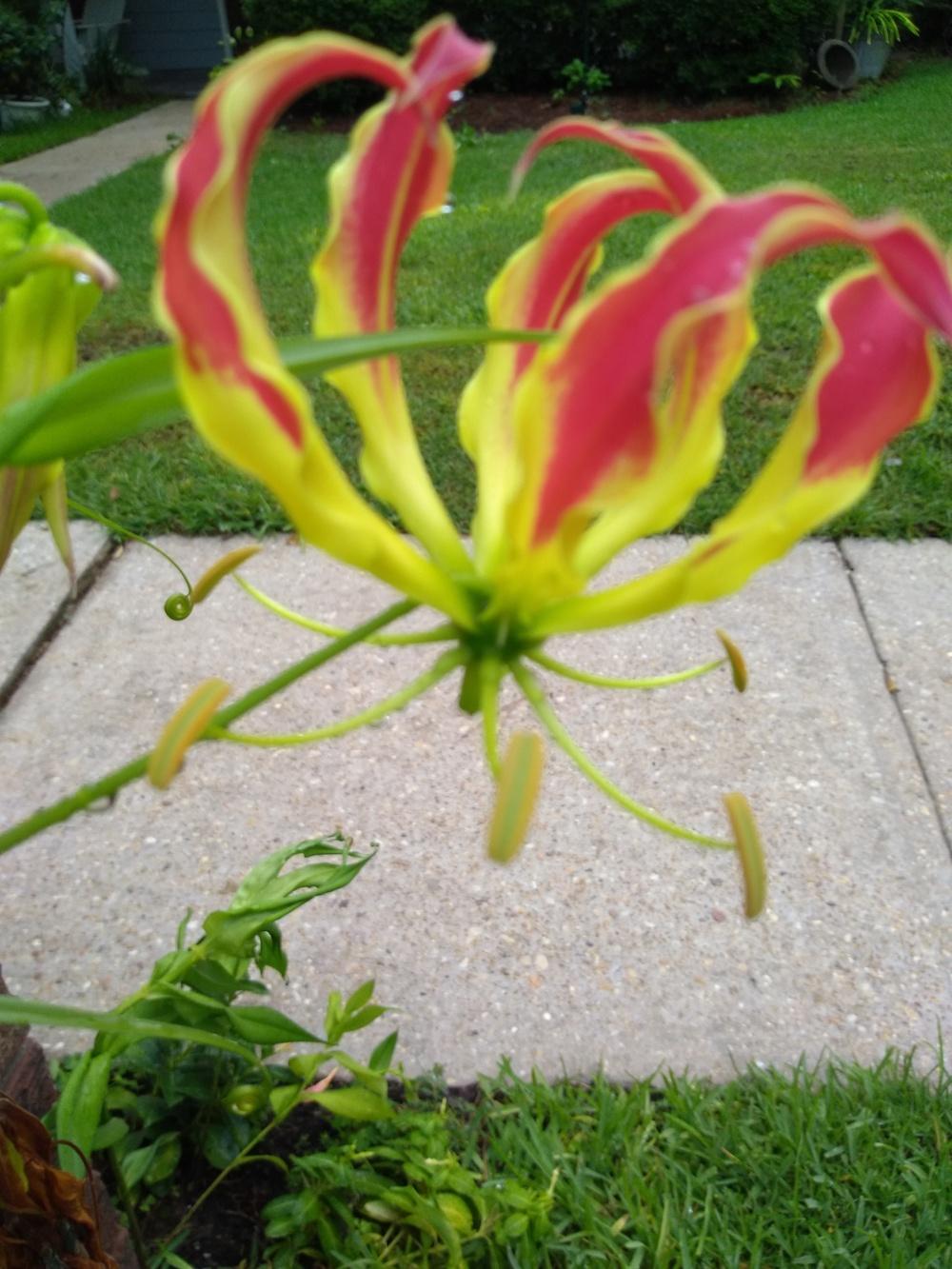 Photo of Gloriosa Lily (Gloriosa superba 'Rothschildiana') uploaded by hiyall