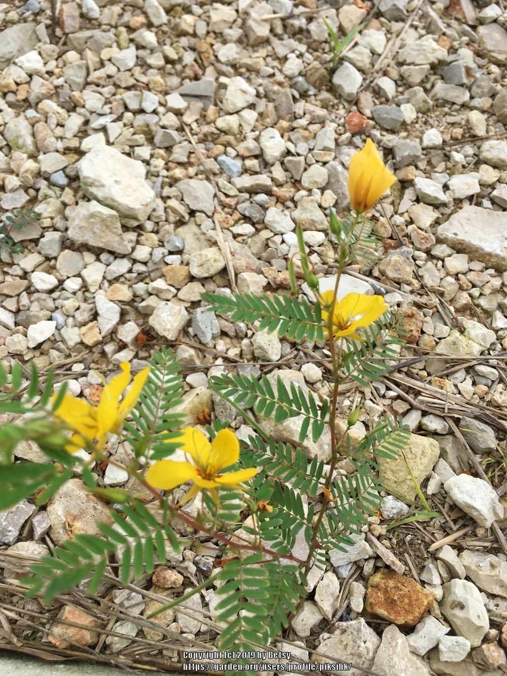 Photo of Partridge Pea (Chamaecrista fasciculata) uploaded by piksihk