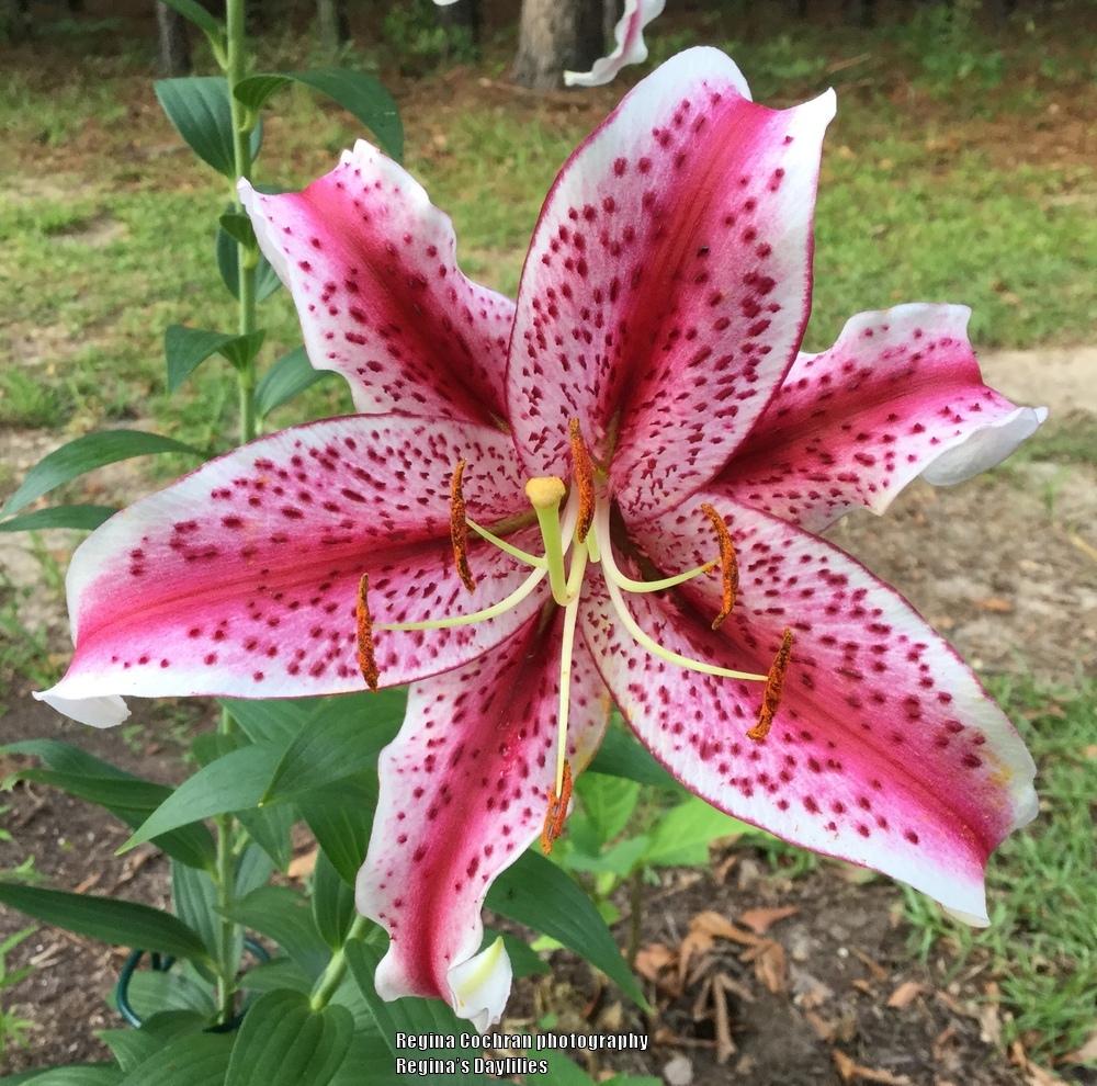 Photo of Oriental Lily (Lilium 'Dizzy') uploaded by scflowers
