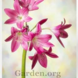Location: My garden-Zone 9a
Date: 2019-06-27
Crinum Lily, Ellen Bosanquet