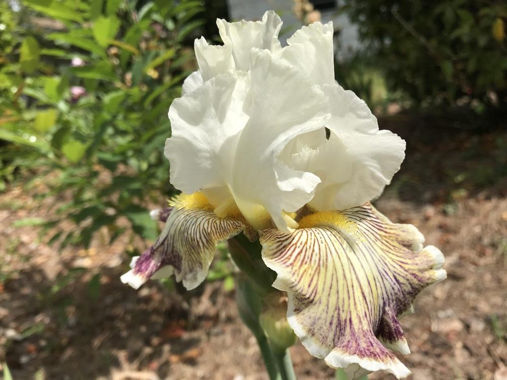 Photo of Tall Bearded Iris (Iris 'Spring Madness') uploaded by aikenforflowers