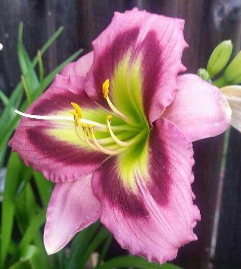Photo of Daylily (Hemerocallis 'Malachite Prism') uploaded by flowerpower35