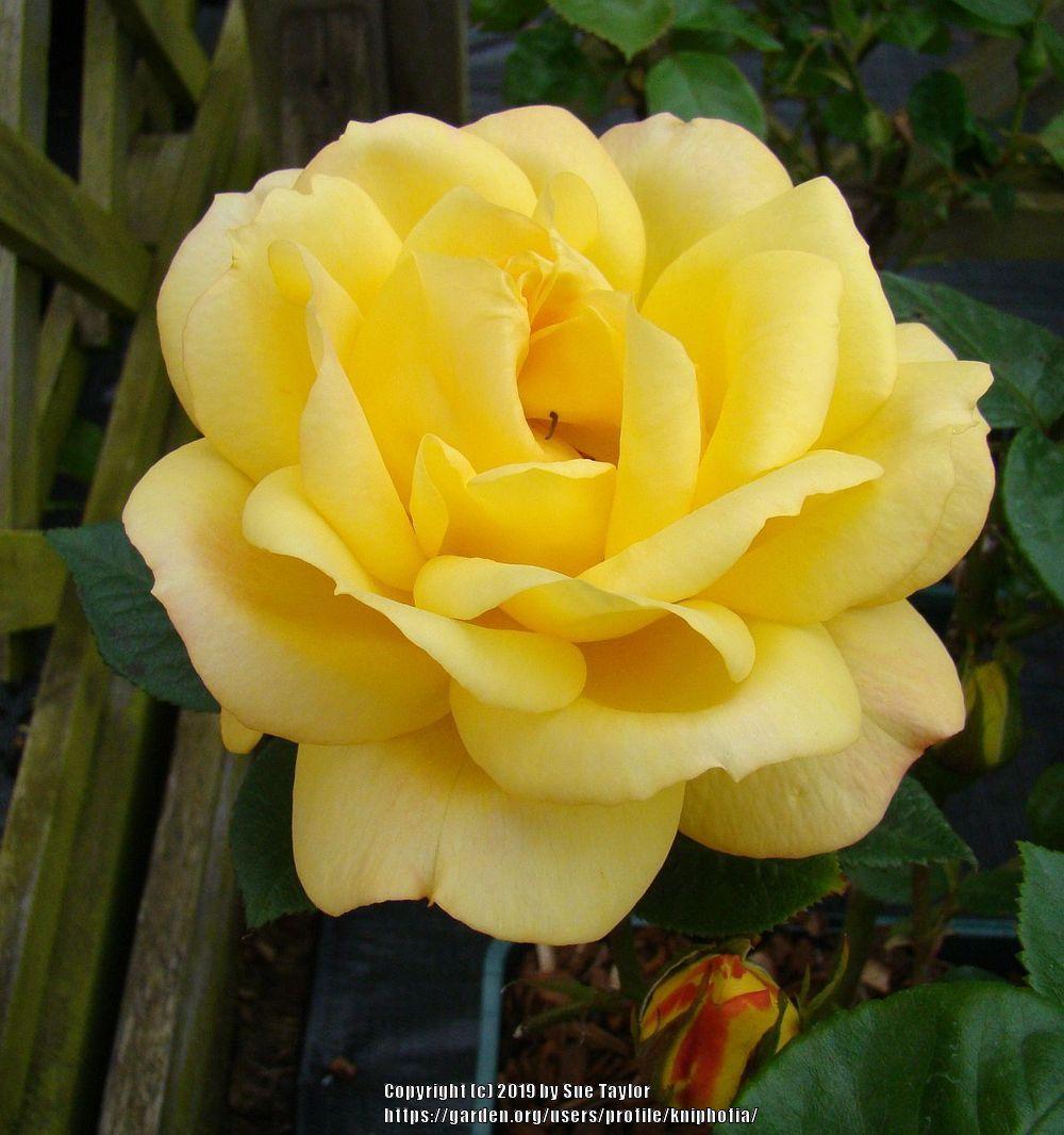 Photo of Floribunda Rose (Rosa 'Arthur Bell') uploaded by kniphofia