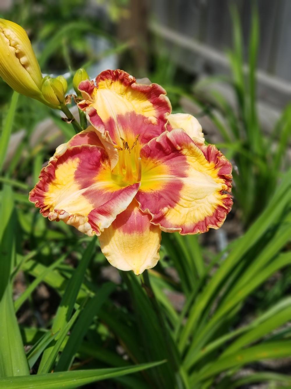 Photo of Daylily (Hemerocallis 'Can't Touch This') uploaded by mystlw