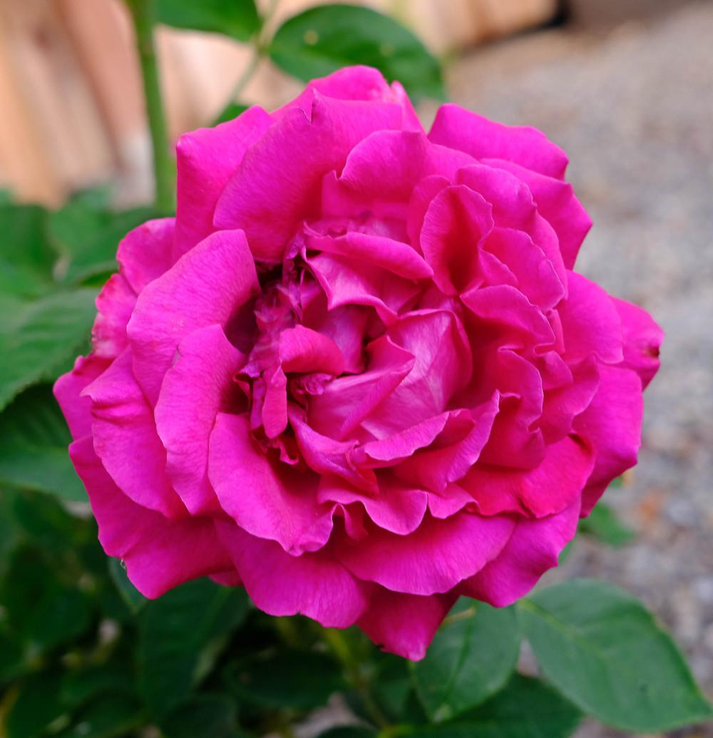 Photo of Rose (Rosa 'Ruby Voodoo') uploaded by AnnKNCalif