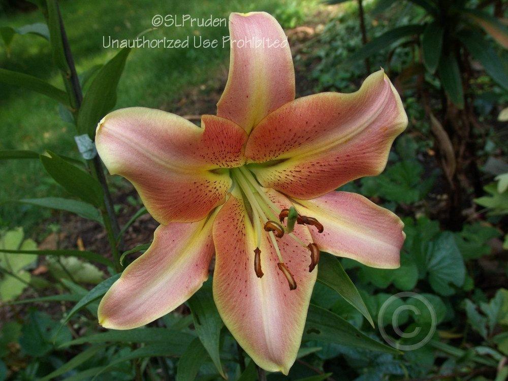 Photo of Lily (Lilium 'Red Hot') uploaded by DaylilySLP