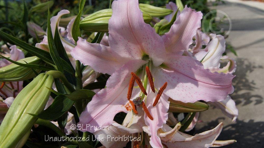 Photo of Lily (Lilium Lily Looks™ Sunny Bonaire) uploaded by DaylilySLP
