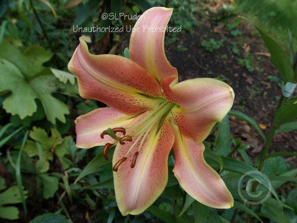 Photo of Lily (Lilium 'Red Hot') uploaded by DaylilySLP
