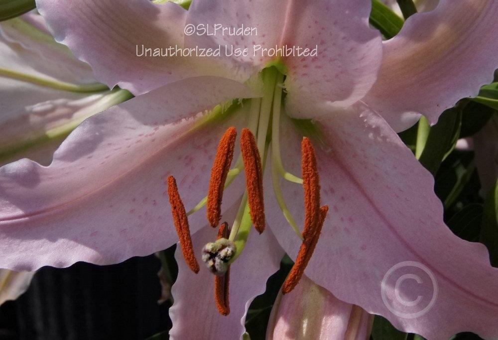 Photo of Lily (Lilium Lily Looks™ Sunny Bonaire) uploaded by DaylilySLP
