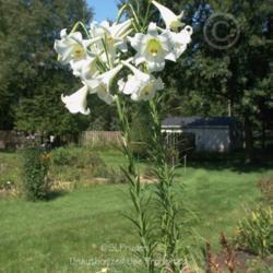 Location: Friend's Garden, Michigan
Date: 2007-09-03
Over 7 feet tall and NO stakes supporting it!