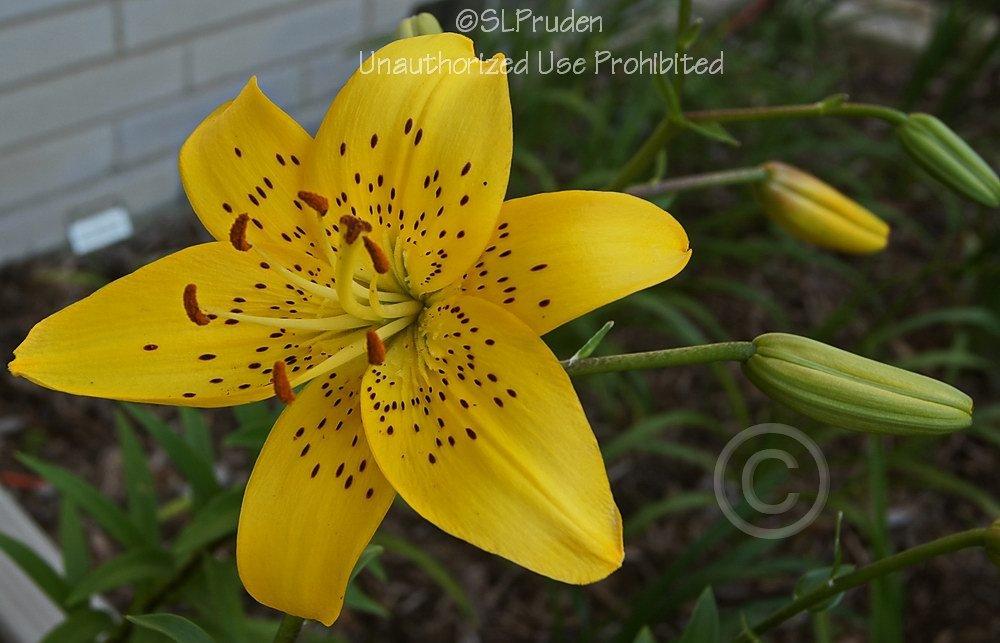 Photo of Lilies (Lilium) uploaded by DaylilySLP
