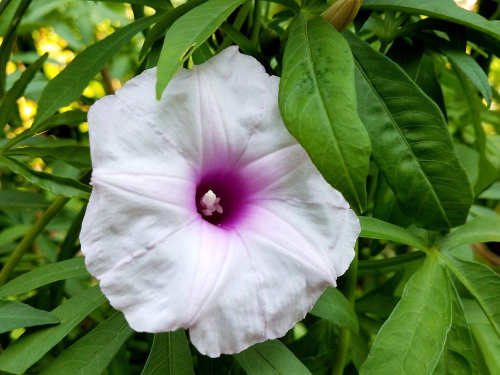 Photo of Caudiciform Morning Glory (Ipomoea platensis) uploaded by Gerris2