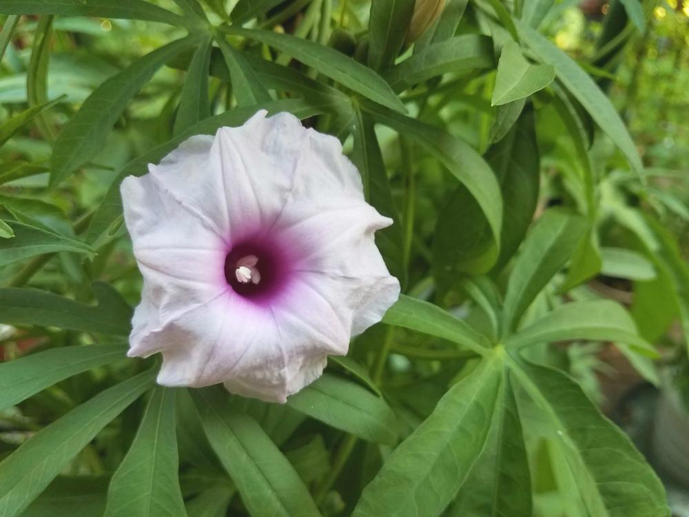 Photo of Caudiciform Morning Glory (Ipomoea platensis) uploaded by Gerris2