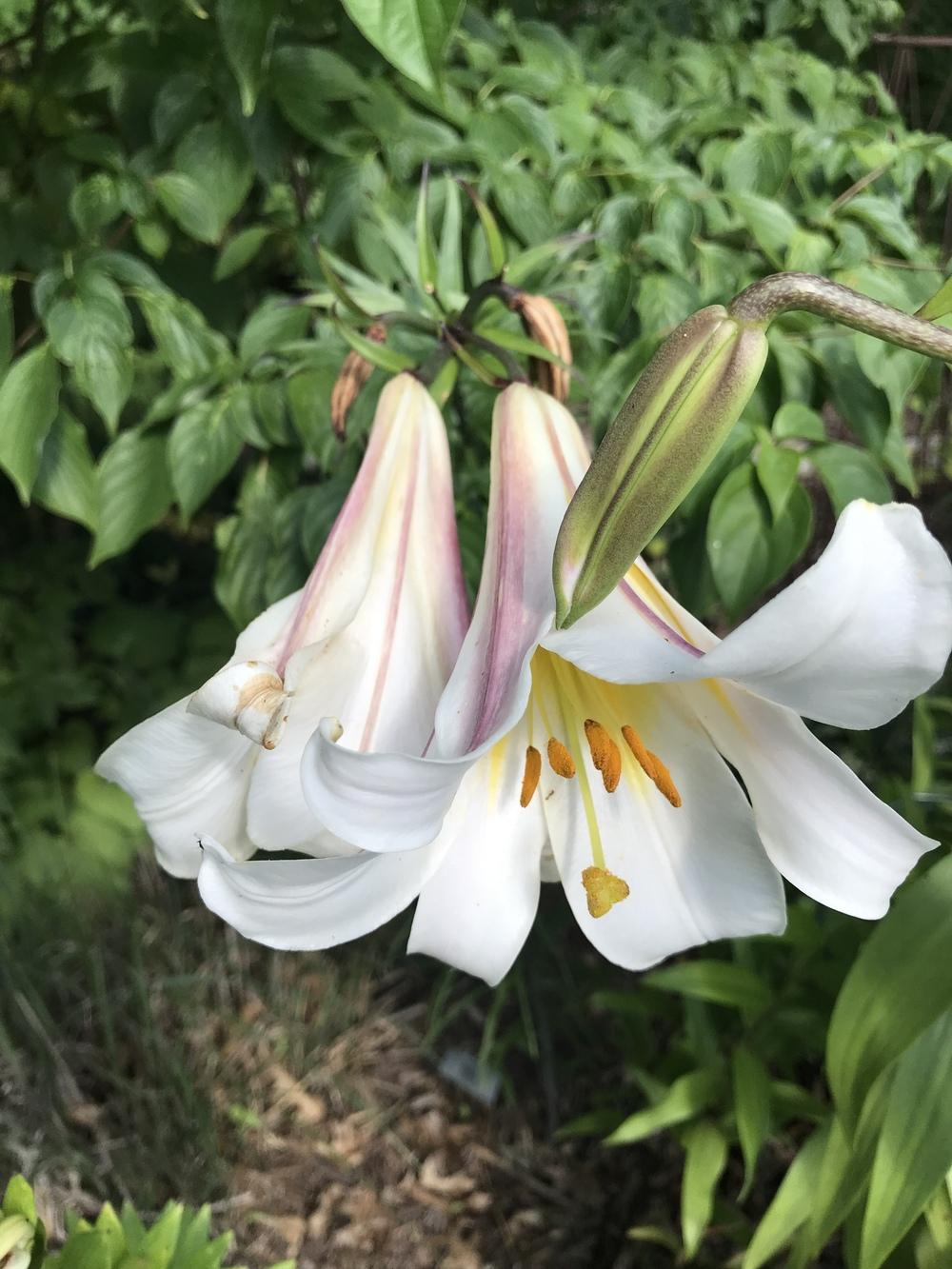 Photo of Regal Lily (Lilium regale) uploaded by Legalily