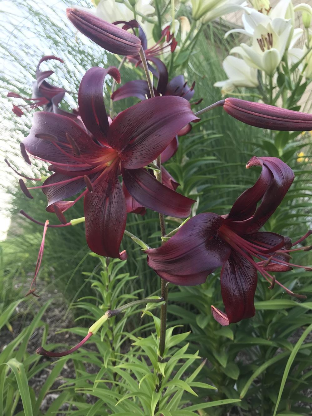 Photo of Lily (Lilium 'Night Flyer') uploaded by Legalily