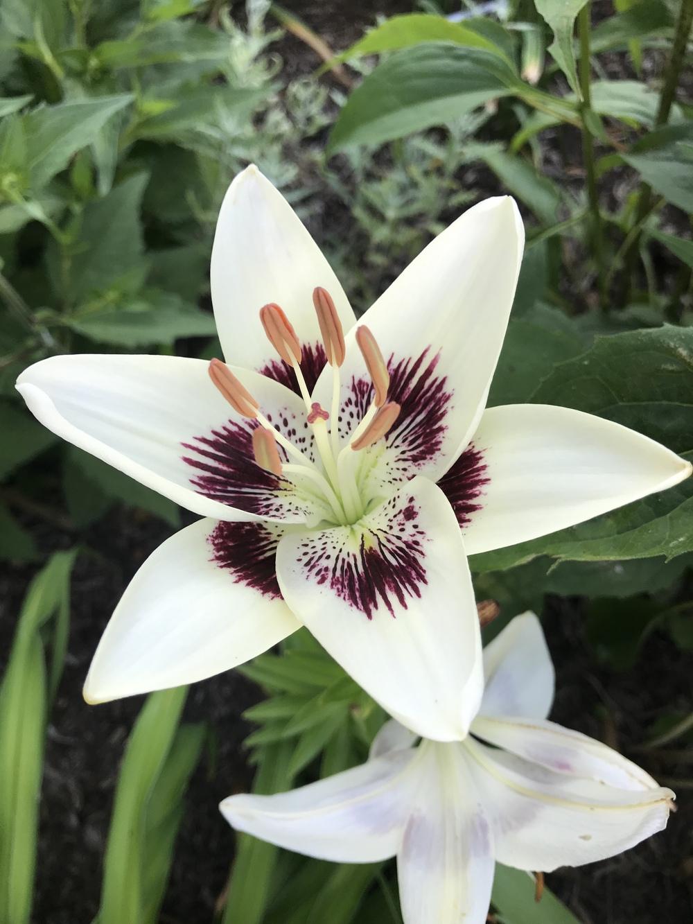 Photo of Lily (Lilium 'Centerfold') uploaded by Legalily
