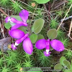Location: Southern Maine
Date: 2019-06-05
Fringed Polygala (usually blooms 5/24...late this year)