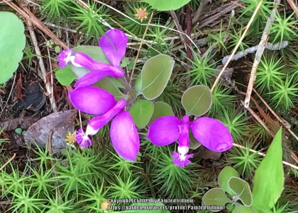 Photo of Fringed Polygala (Polygaloides paucifolia) uploaded by Paintedtrillium