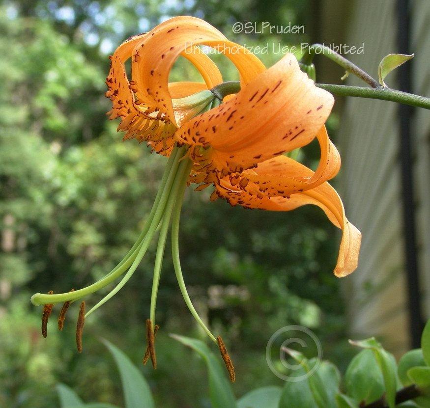 Photo of Henry's Lily (Lilium henryi) uploaded by DaylilySLP
