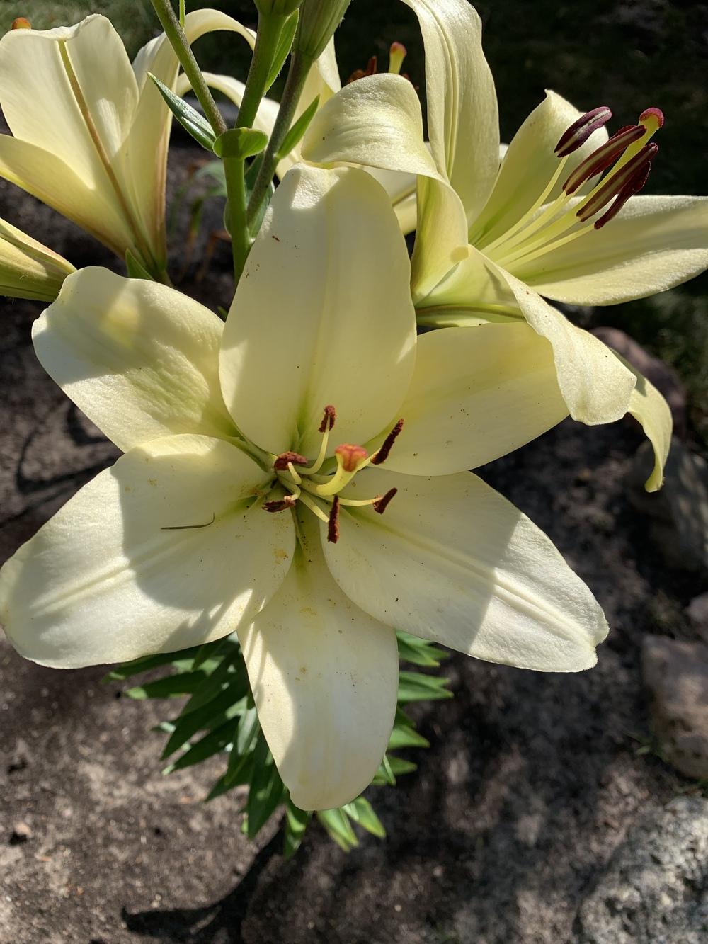 Photo of Lily (Lilium 'Courier') uploaded by Raimisx9