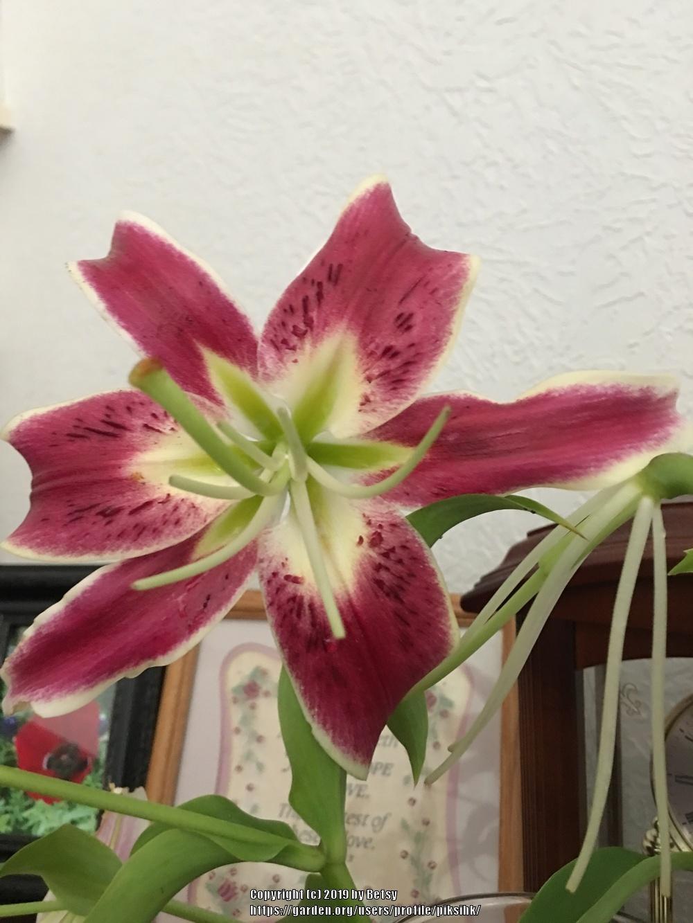 Photo of Lily (Lilium 'Scheherazade') uploaded by piksihk