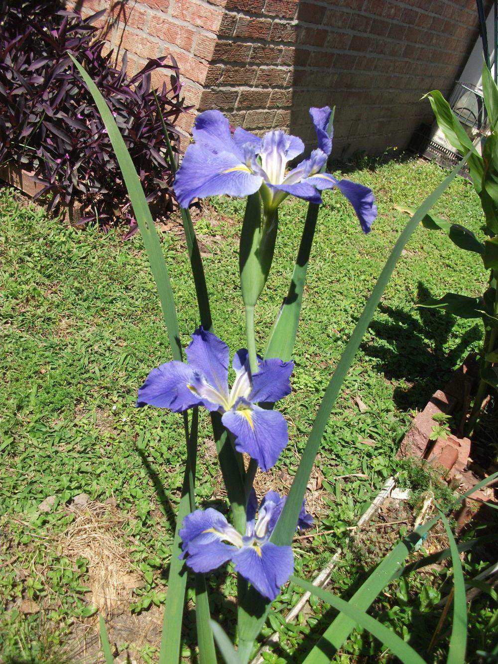 Photo of Louisiana Iris (Iris 'Sinfonietta') uploaded by tabbycat