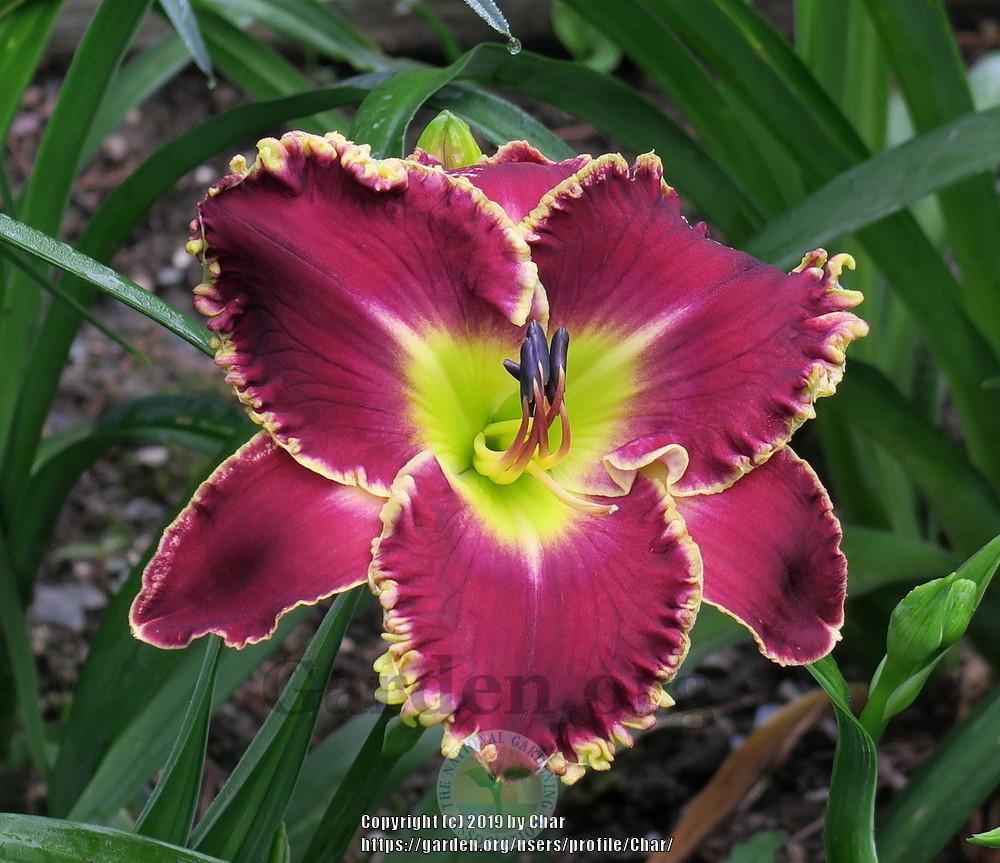 Photo of Daylily (Hemerocallis 'When Royals Dream') uploaded by Char
