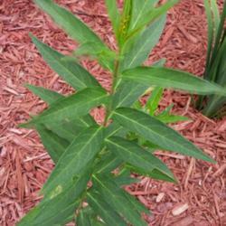 
Oleander aphids at top. Plant looks blurry due to movement while 
