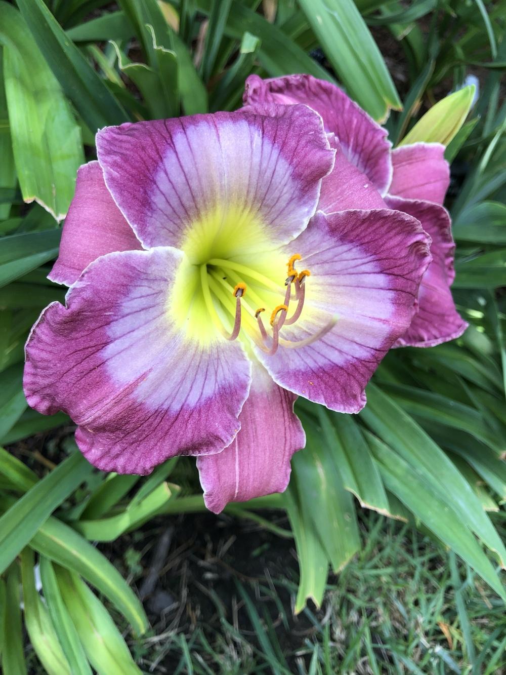 Photo of Daylily (Hemerocallis 'Searching for Blue') uploaded by Lilydaydreamer