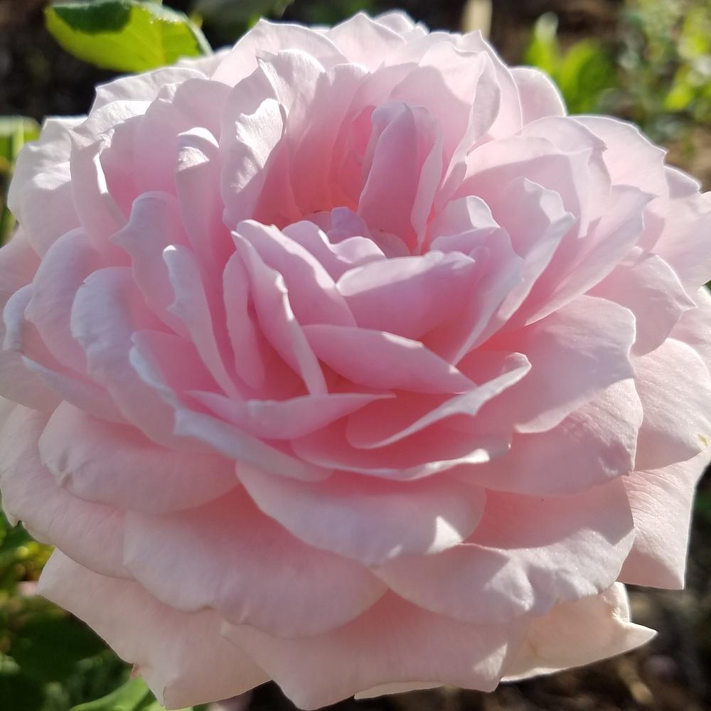 Photo of Rose (Rosa 'Quietness') uploaded by OrganicJen