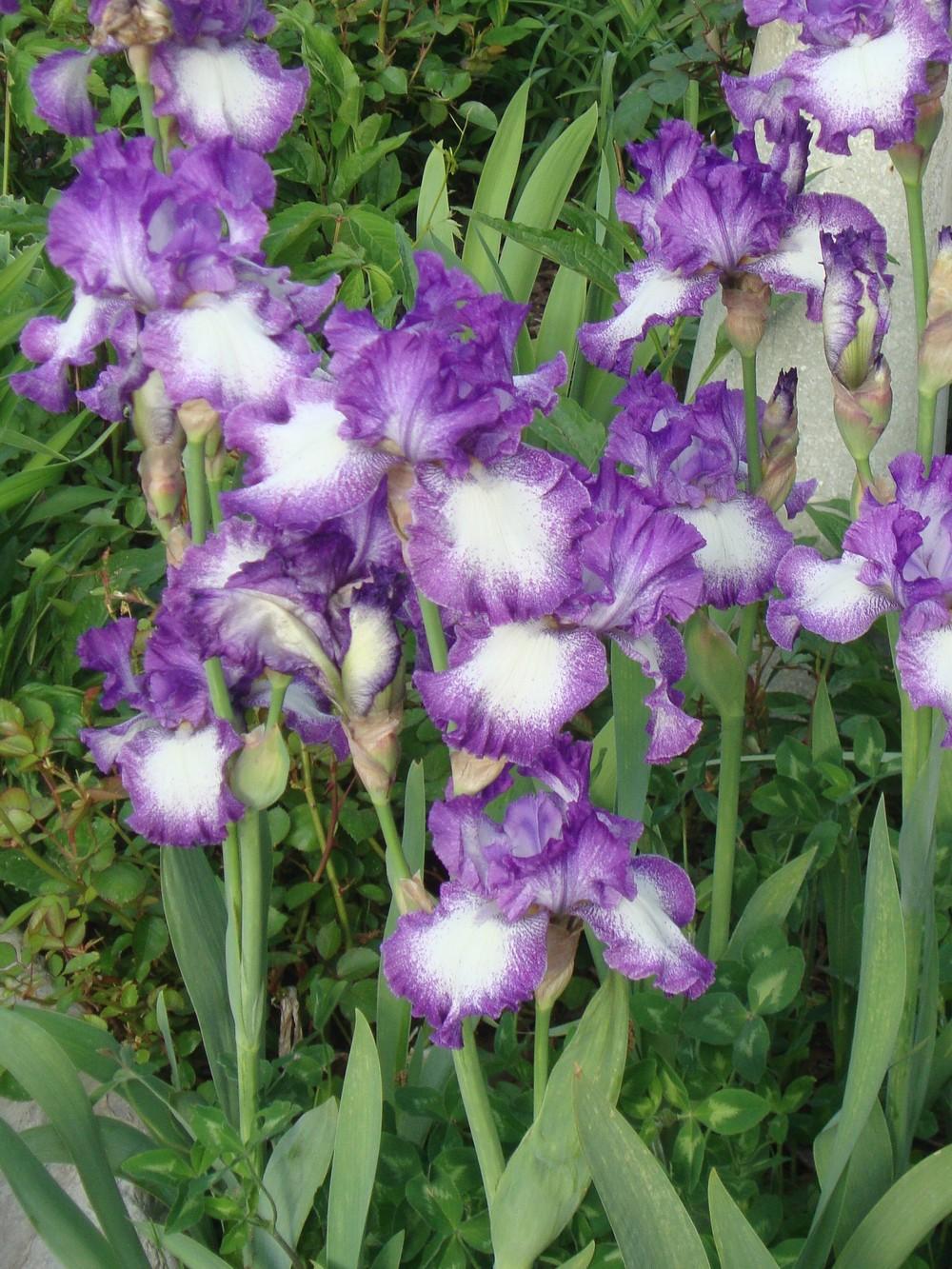 Photo of Tall Bearded Iris (Iris 'Jesse's Song') uploaded by Paul2032