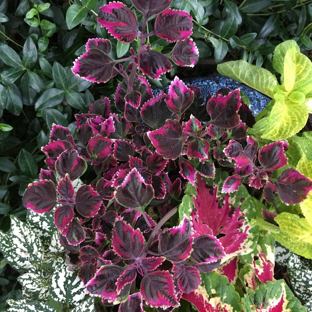 Photo of Coleus (Coleus scutellarioides Stained Glassworks™ Trailing Plum) uploaded by csandt