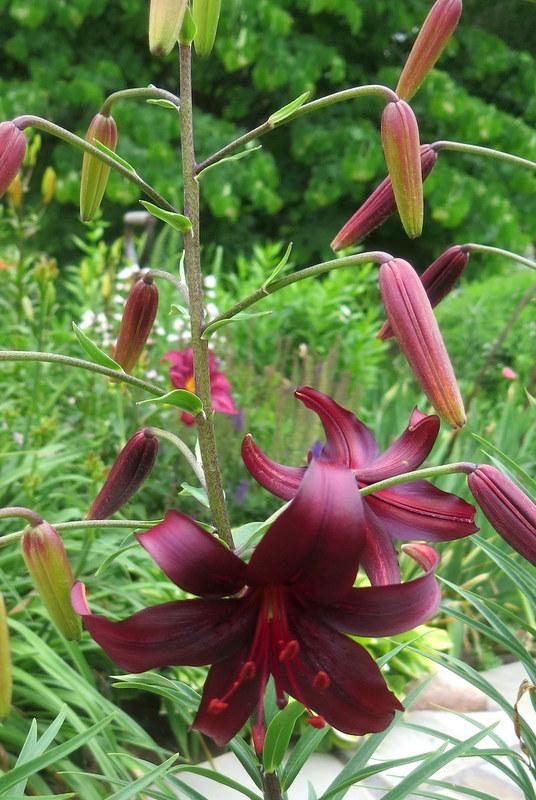 Photo of Lily (Lilium 'Night Flyer') uploaded by jo1836