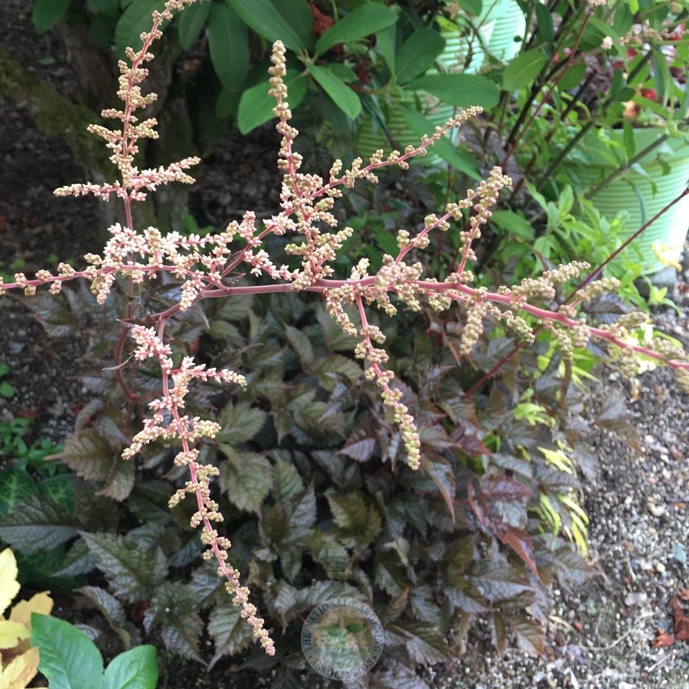 Photo of Astilbe (Astilbe thunbergii 'Chocolate Shogun') uploaded by springcolor
