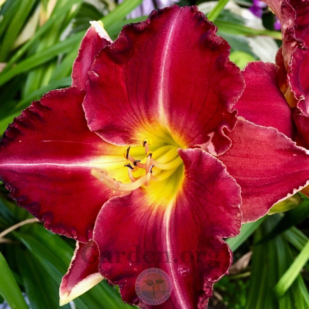 Photo of Daylily (Hemerocallis 'Tennessee Treasure') uploaded by springcolor