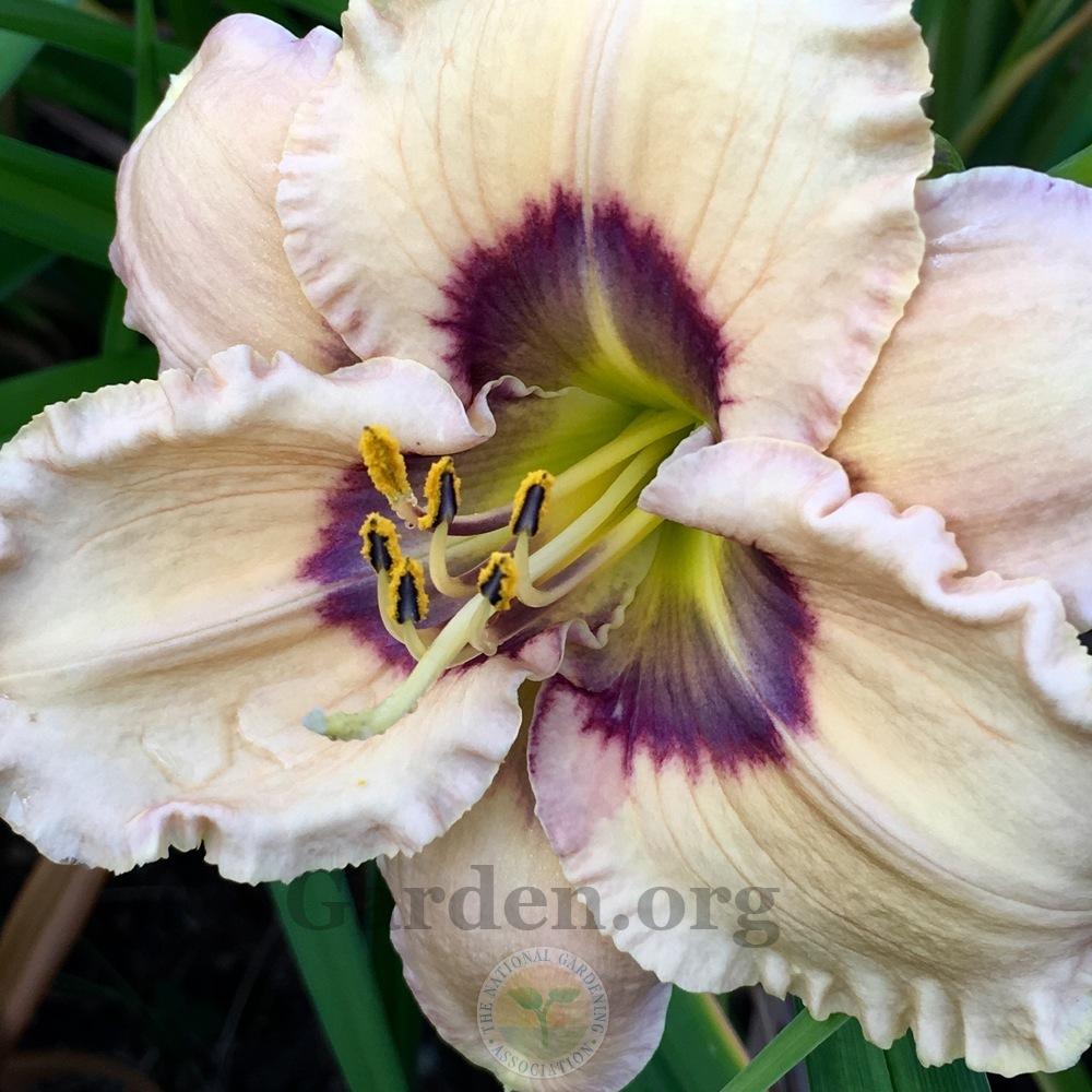 Photo of Daylily (Hemerocallis 'Oceans Eleven') uploaded by springcolor