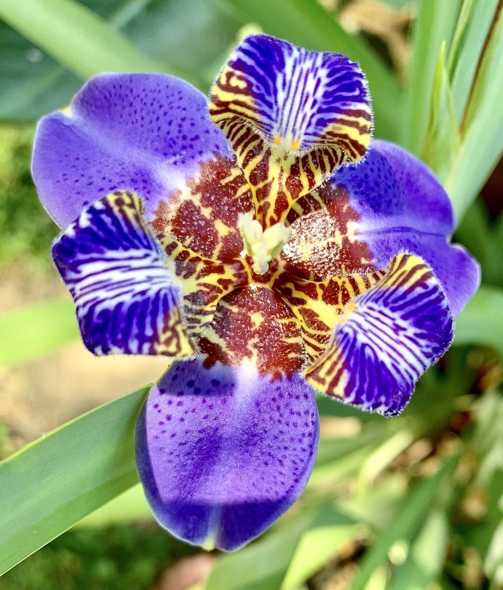 Photo of Walking Iris (Trimezia coerulea) uploaded by Islandview