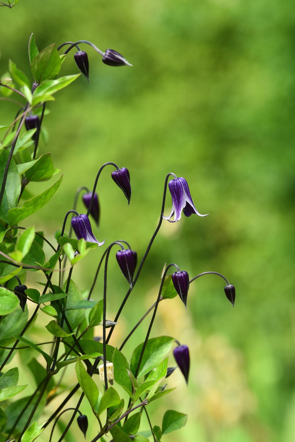 Photo of Clematis 'Roguchi' uploaded by cliftoncat