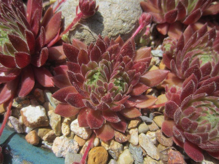Photo of Hen and Chicks (Sempervivum 'Terracotta Baby') uploaded by AntMan01