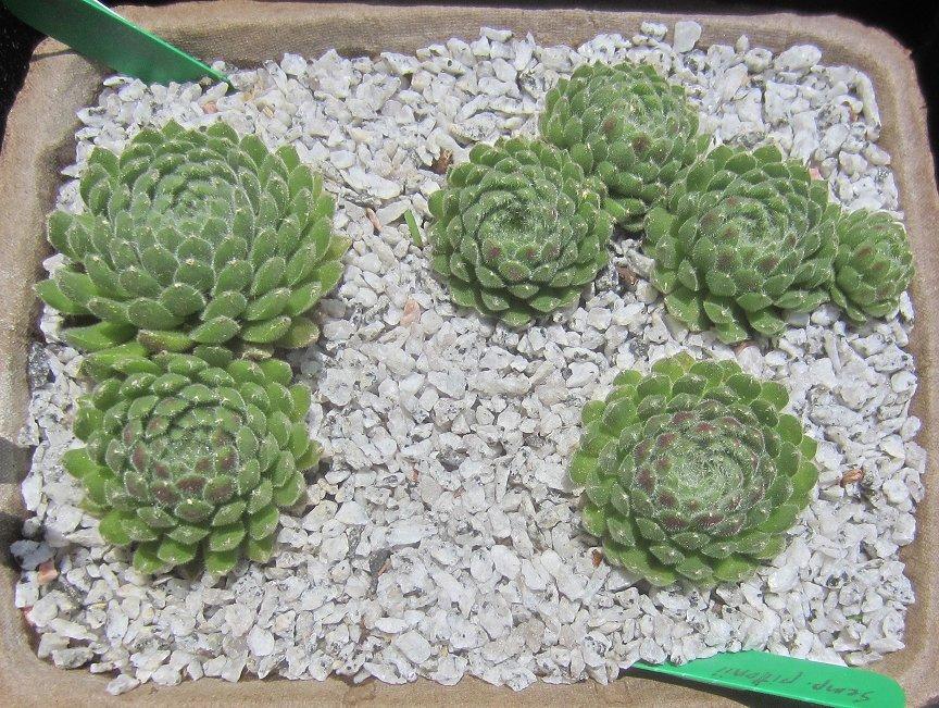Photo of Hen and Chicks (Sempervivum pittonii) uploaded by AntMan01