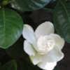 Lovely dwarf gardenia with fragrant blooms. Newly acquired, but h
