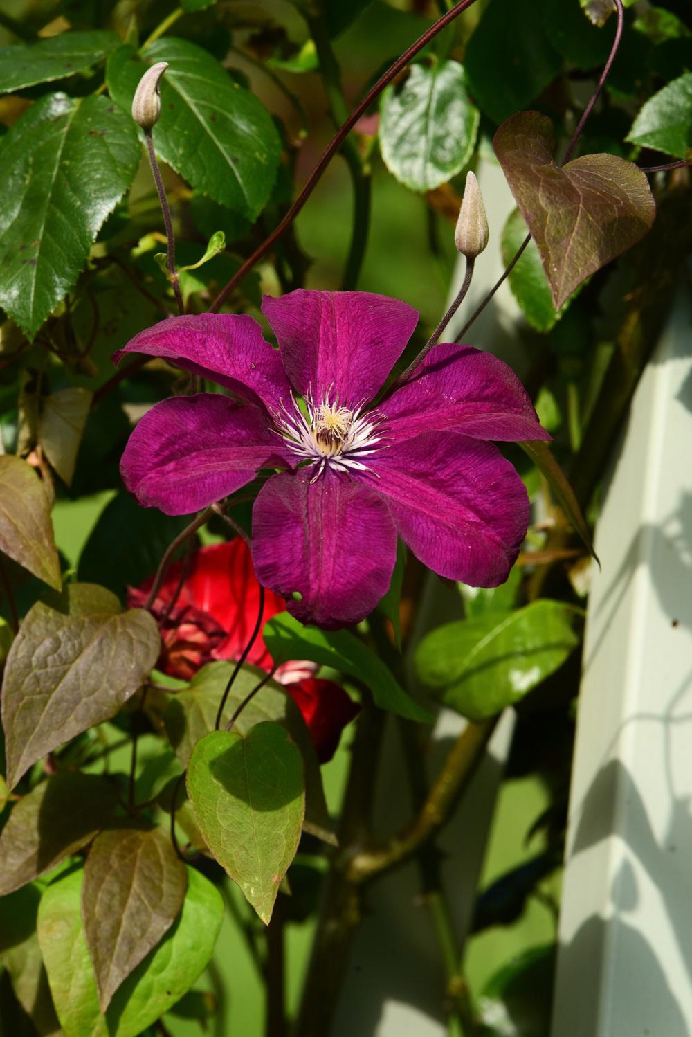 Photo of Clematis 'Rouge Cardinal' uploaded by cliftoncat