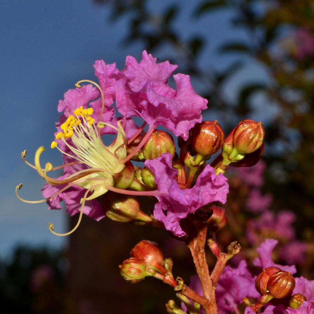 Photo of Crepe Myrtle (Lagerstroemia 'Muskogee') uploaded by dawiz1753