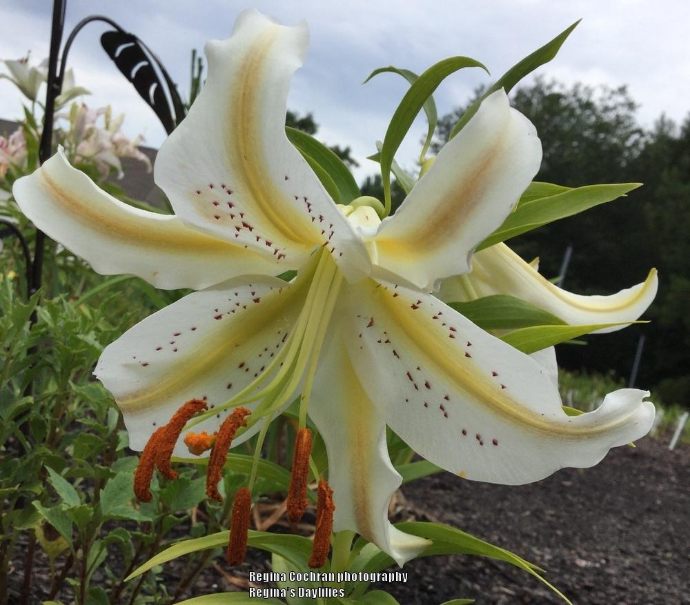 Photo of Lily (Lilium 'Garden Party') uploaded by scflowers